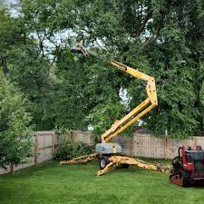 How Our Tree Care Process Works  in  Vineyard, CA