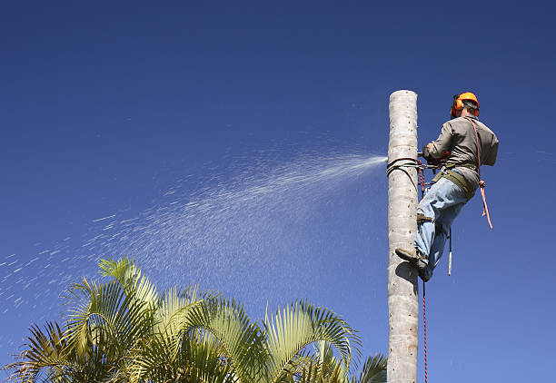 Best Weed Control  in Vineyard, CA